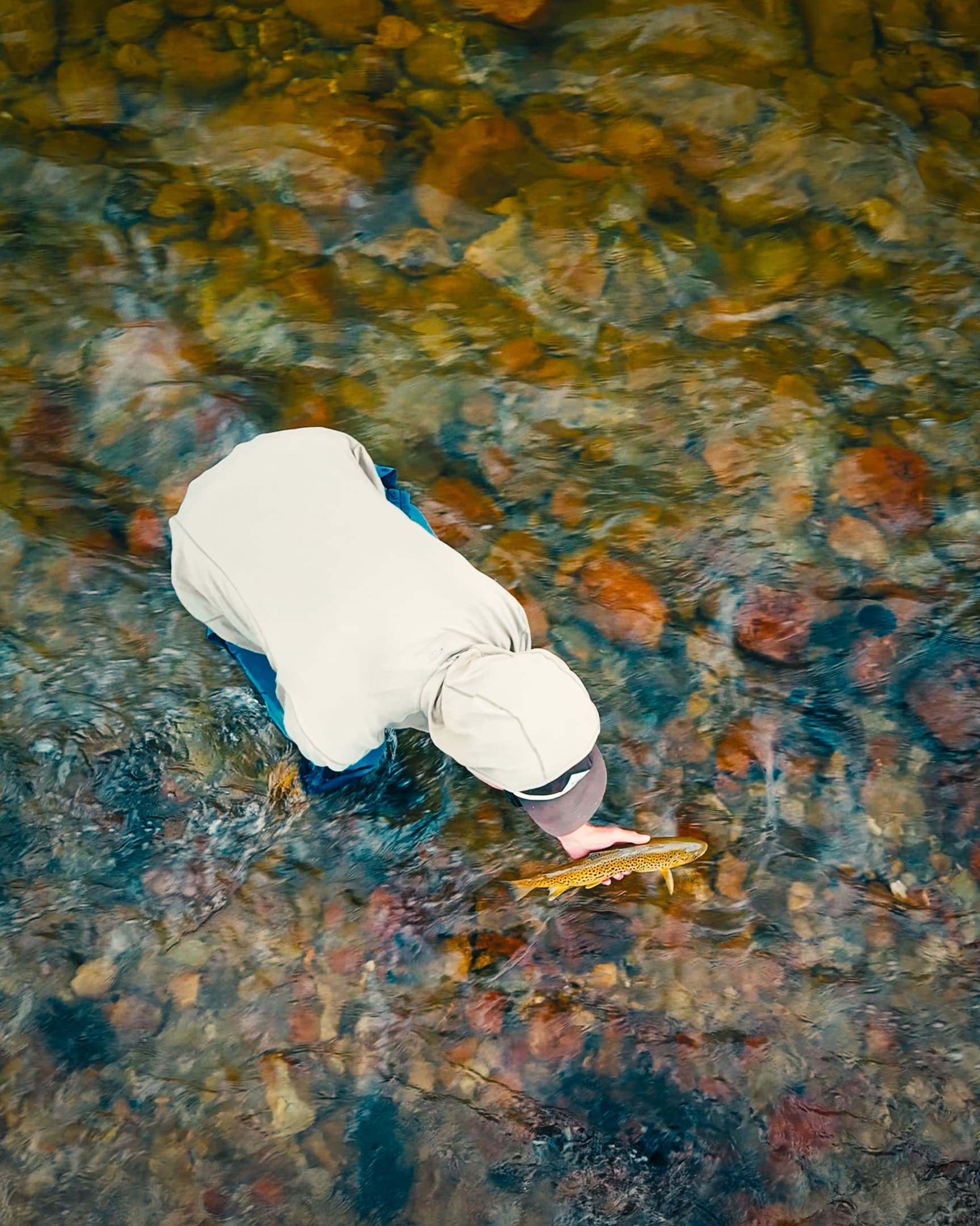 Angler releasing a brown trout in clear trout water after a fly fishing trip.
