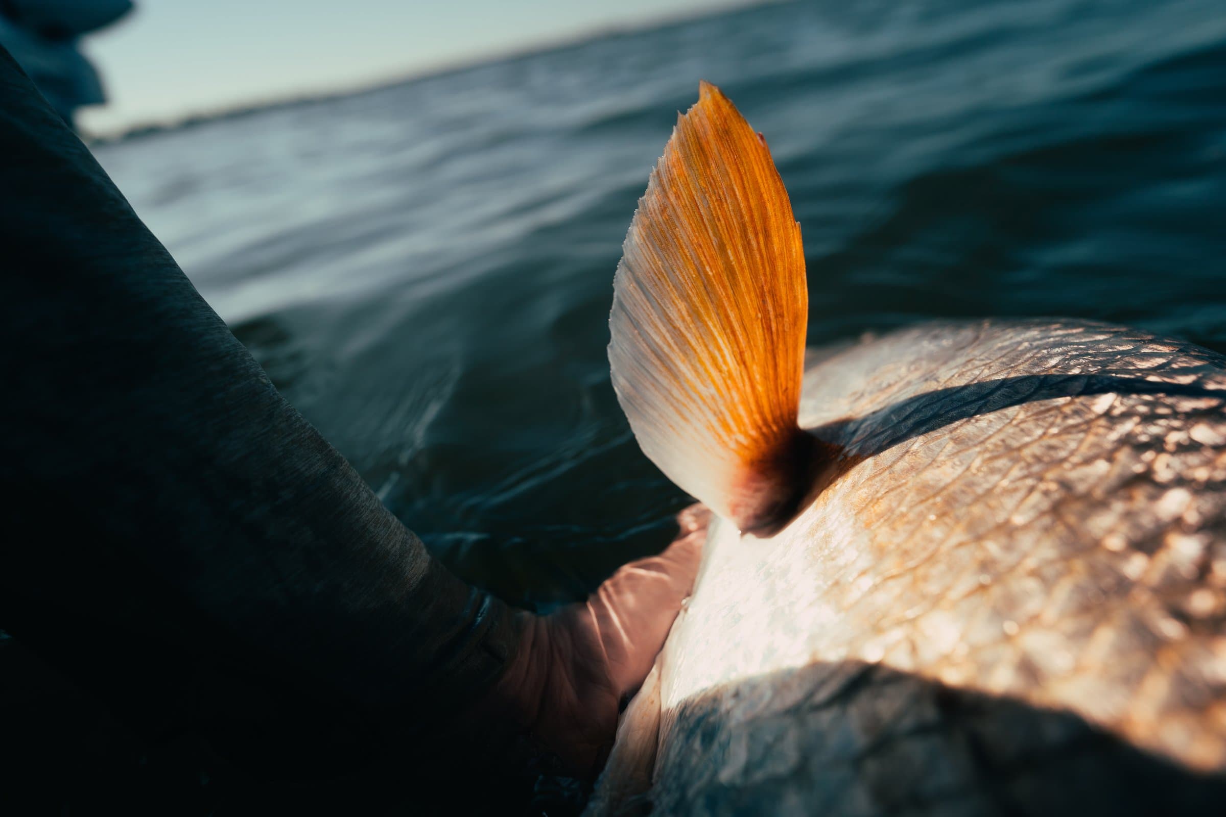Close-up of a Louisiana redfish tail fin during a coastal marsh fly fishing trip.