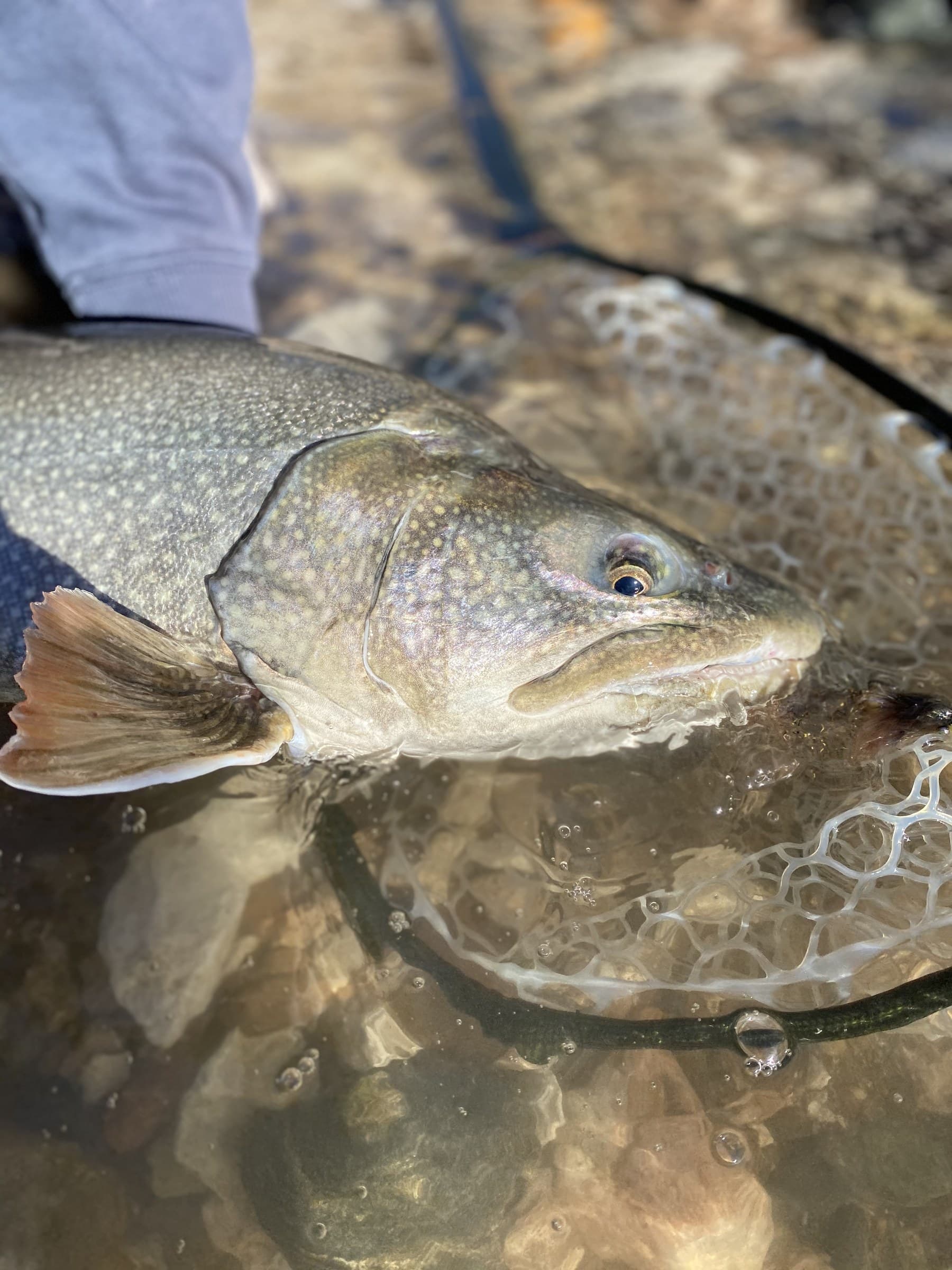 Lake trout brought to the net on a guided stillwater fly fishing trip