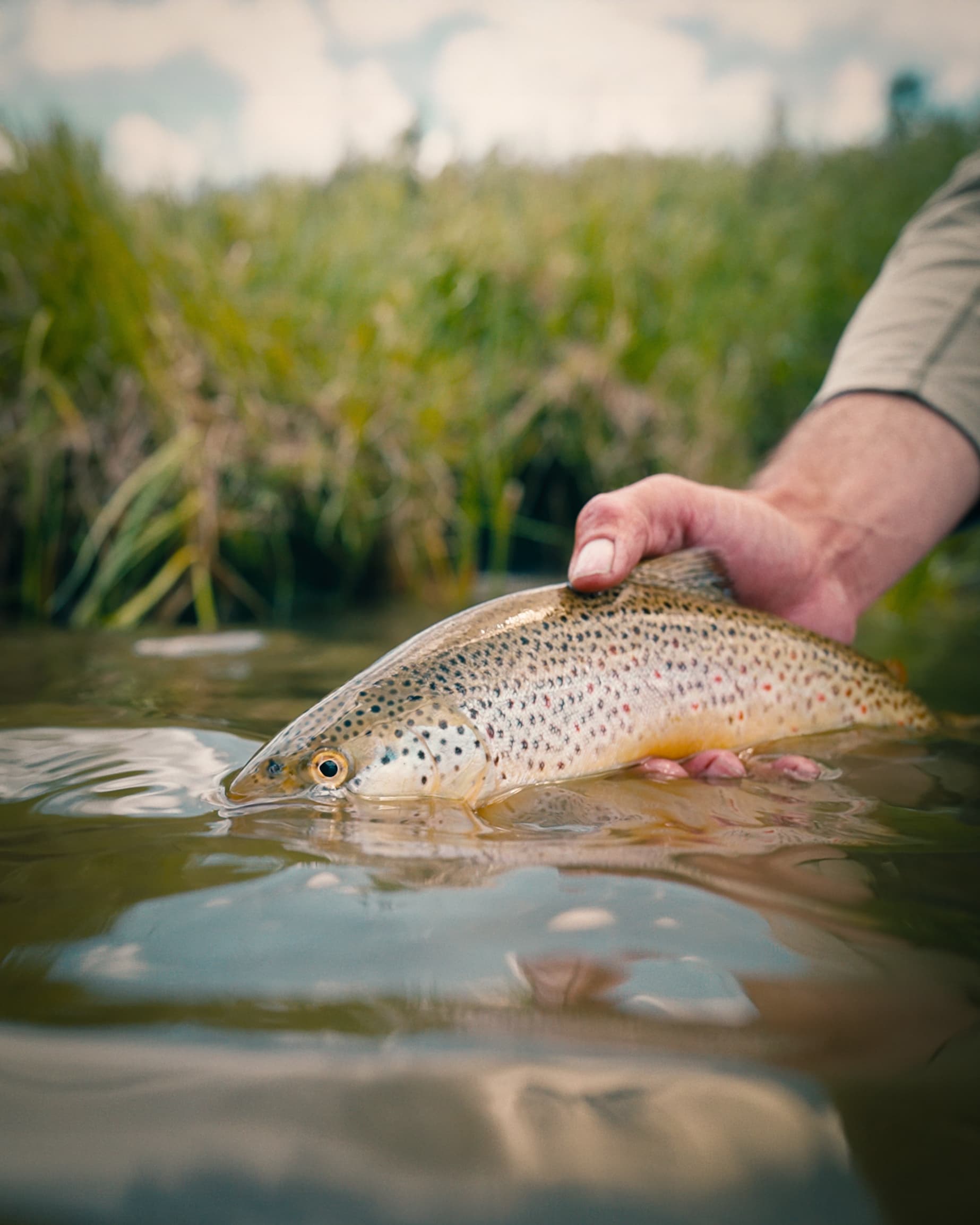 Trout held at the water's surface on a guided Snake River fly fishing trip in Wyoming