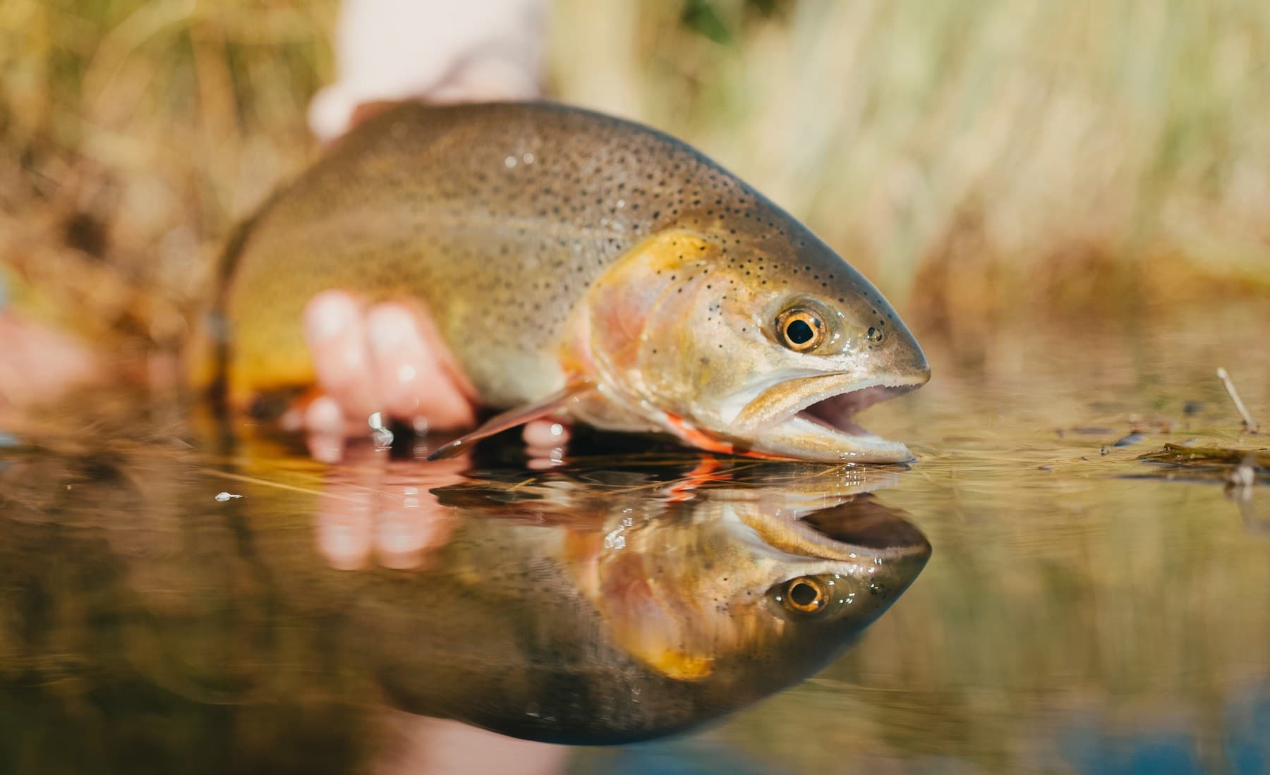 Cutthroat trout held at the surface before release on a guided Wyoming fly fishing trip